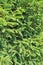 Beautiful vegetative background. Branches of fir tree