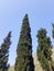 Beautiful veiw of blue sky and Mediterranean cypress plants