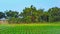 Beautiful   veiw of village  garden and background of trees