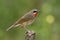 Beautiful velvet red neck bird fully perching wooden pole in nat