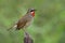 Beautiful velvet red neck bird perching wooden stick in nature o