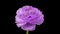 Beautiful velvet violet ranunculus blooming on black background. Blooming flower flower open, close up. Spa concept