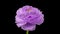 Beautiful velvet violet ranunculus blooming on black background. Blooming flower flower open, close up. Spa concept