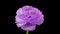 Beautiful velvet violet ranunculus blooming on black background. Blooming flower flower open, close up. Spa concept