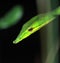 Beautiful but venomous common vine snake or long nosed whip snake ahaetulla nasuta in a tropical rainforest, west bengal, india