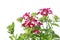 Beautiful verbena close up background