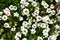 Beautiful verbena lanai peach flower