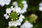 Beautiful verbena lanai peach flower