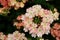 Beautiful verbena lanai peach flower