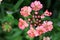 Beautiful verbena lanai peach flower