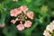 Beautiful verbena lanai peach flower