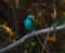 Beautiful Verditer Flycatcher bird in blue perching on tree.