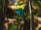 Beautiful Verditer Flycatcher bird in blue perching on tree.