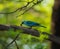 Beautiful Verditer Flycatcher bird in blue perching on tree.