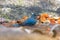 Beautiful Verditer Flycatcher bird in blue playing soaking body
