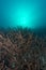 Beautiful vertical closeup of a coral called Hyacinth Birdsnest under the water