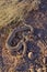 Beautiful vertical closeup of a western diamondback rattlesnake ready to strike its prey