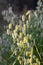 Beautiful vertical photo of green and white Greater quaking-grass is in a garden in autumn