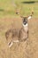 A beautiful vertical portrait of ten point buck on full alert