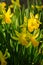 Beautiful Vertical shot of a flowerbed of Daffodils in the spring