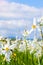 Beautiful Vertical shot of a flowerbed of Daffodils in the spring illuminated by the sun.