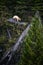 Beautiful vertical shot of the Kermode (spirit) bear in the scenic Great Bear Rainforest