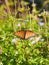 Beautiful vertical shot of a Queen butterfly perched on green plants