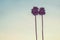 Beautiful vertical silhouette of two tall palm trees gleaming against the blue sky