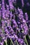 Beautiful vertical violet flower clusters of true lavender flower, latin name Lavandula angustifolia