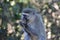 A beautiful Vervet monkey eats fruit. In Monkeyland near Plettenberg Bay, South Africa.