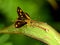 Beautiful very tiny butterfly on the grass leaf