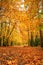 Beautiful vibrant Autumn Fall forest