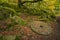 Beautiful vibrant Autumn Fall forest landscape image of millstone in woodland in Peak District