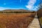 A beautiful vibrant autumn landscape with dense vegetation in Cranberry Glades Boardwalk