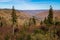 A beautiful vibrant autumn landscape with dense vegetation in Cranberry Glades Boardwalk