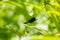 Beautiful, vibrant blue dragonfly sitting on a leaf