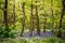 A beautiful vibrant blue spring bluebell woodland scene