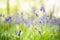 A beautiful vibrant blue spring bluebell woodland scene