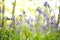 A beautiful vibrant blue spring bluebell woodland scene