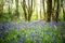 A beautiful vibrant blue spring bluebell woodland scene