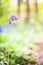 A beautiful vibrant blue spring bluebell woodland scene