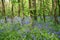 A beautiful vibrant blue spring bluebell woodland scene