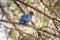 Beautiful, vibrant blue Steller`s Jay perched in a tree, looking at the camera