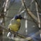 Beautiful vibrant blue and yellow male Weaver bird Ploceidae in