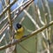 Beautiful vibrant blue and yellow male Weaver bird Ploceidae in