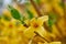 Beautiful vibrant border forsythia flower growing in a backyard or garden in spring season. Closeup of a yellow plant