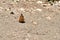 Beautiful, vibrant butterfly atop a sandy desert ground