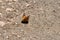 Beautiful, vibrant butterfly atop a sandy desert ground