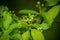 A beautiful vibrant closeup of common spindle tree branch on a natural background in summer