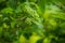 A beautiful vibrant closeup of common spindle tree branch on a natural background in summer